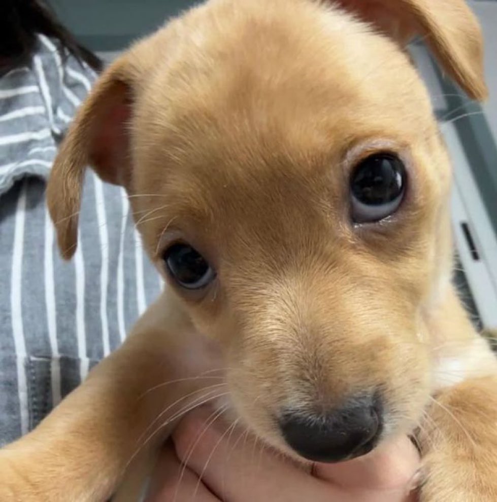 imagina você gritar comigo, enquanto eu sou esse cachorrinho coitadinho da silva aqui
