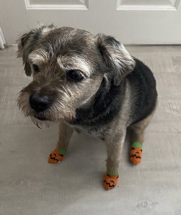 twaniimals's tweet photo. https://t.co/1HiK3UbbLO
