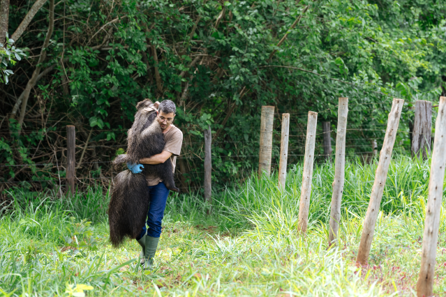 Dillerdiller's tweet photo. Helen the giant anteater's story shows us what's possible when technology and conservation combine. https://t.co/wwWfWmjTkq #MedtronicEmployee https://t.co/lRZDjVfmoS
