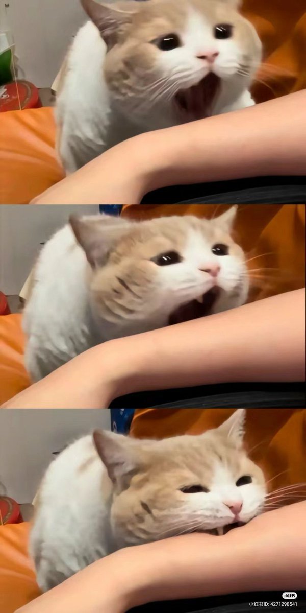 HerBrutalMajsty's tweet image. 