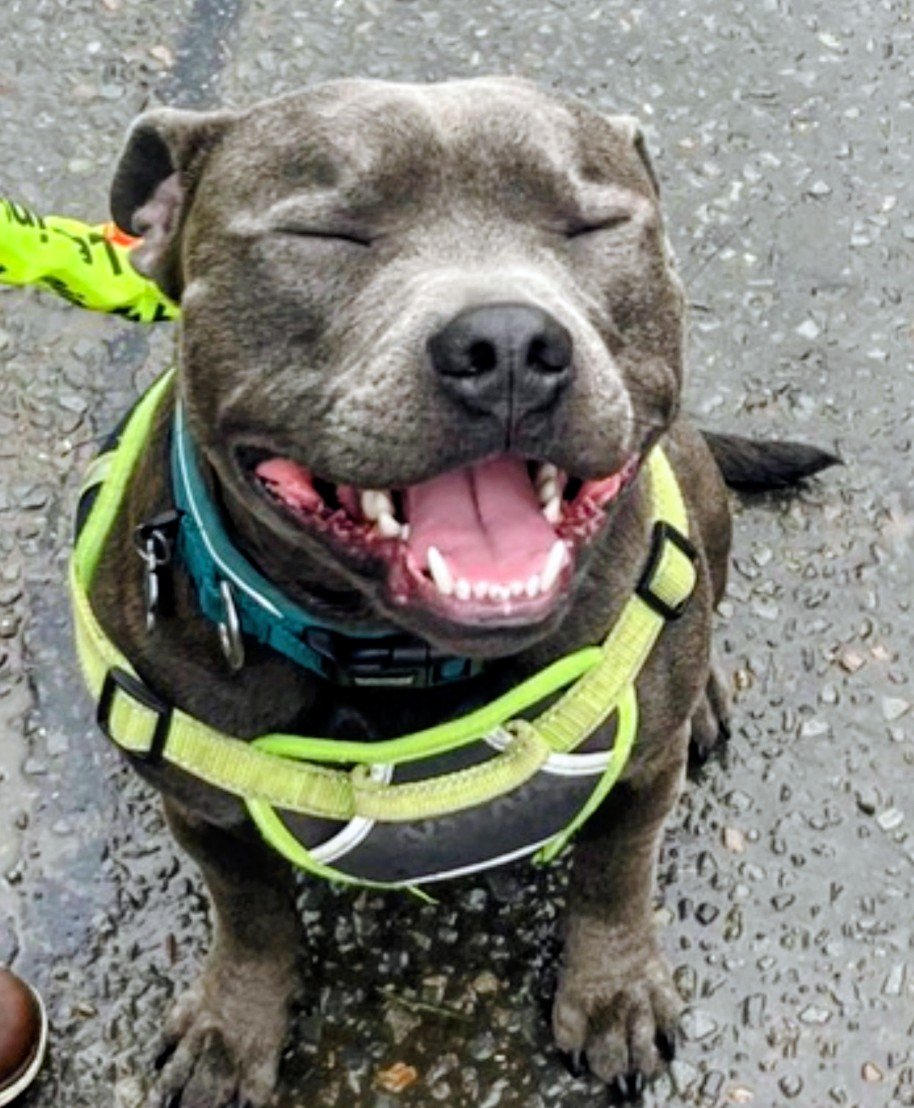 chris towers (@millypod1) on Twitter photo 🆘15 OCT 2025 #Lost Milo #ScanMe 
ON MEDICATION. 
NERVOUS Staffordshire Bull Terrier Male
Church Lane #Burstow, Horne And Outwood, an area in #Horley #Surrey
doglost.co.uk/dog/200436 🆘15 OCT 2025 #Lost Milo #ScanMe 
ON MEDICATION. 
NERVOUS Staffordshire Bull Terrier Male
Church Lane #Burstow, Horne And Outwood, an area in #Horley #Surrey
doglost.co.uk/dog/200436
