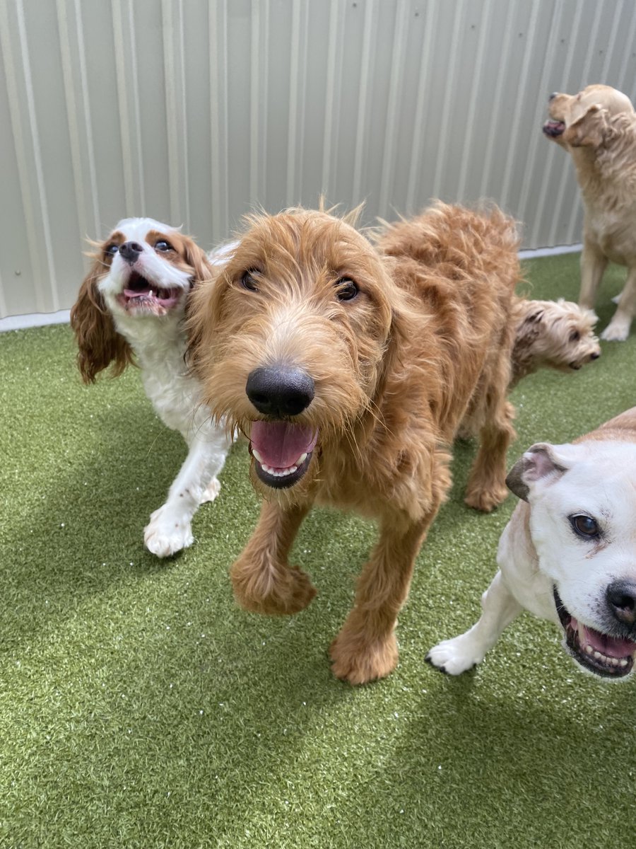 metro_plano's tweet image. We have so many cute smiles today! 🐶 🐾
#Smiley #MetroAnimals #DogsOfTexas