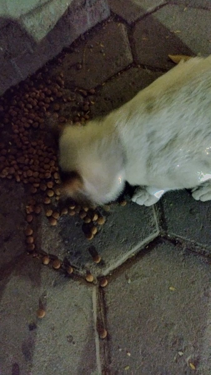 قطط الشارع في الزمالك بيتحطلهم دراي فود
والقطط هنا صدرها ولع من رجول الفراخ