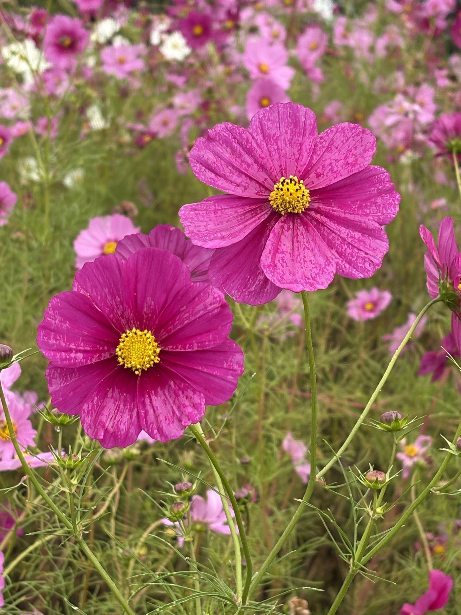 ROSE❣️お月見アレンジ❁⃘*.゜ こうちゃんです🤗お休みが多くなります🙏💦 on X: 