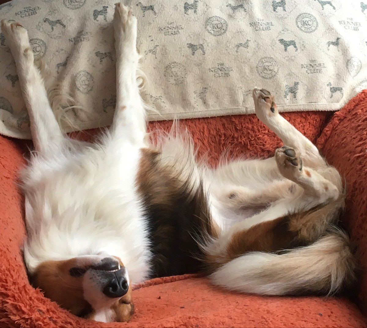 Tonight we is mainly upsidey down 💤💤