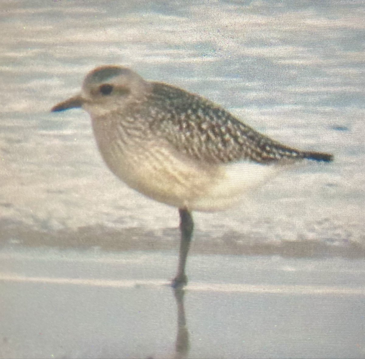 alpine_swift_'s tweet image. A nice couple days on North Ronaldsay. 

Highlights being Grey Phalarope, Red-breasted Flycatcher, Black-throated Diver and a couple island scarcities like Greenfinch and Carrion Crow.