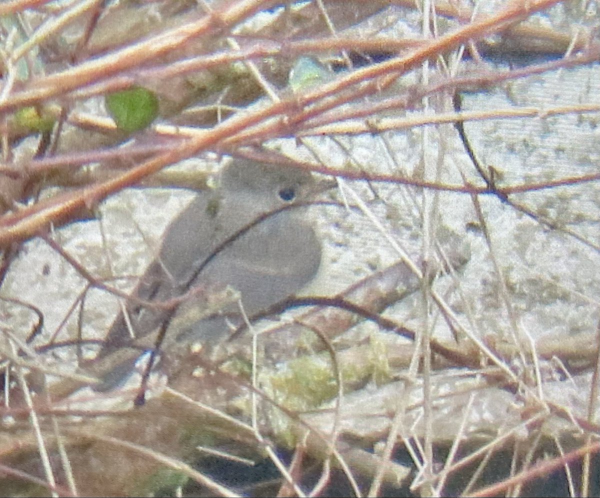 alpine_swift_'s tweet image. A nice couple days on North Ronaldsay. 

Highlights being Grey Phalarope, Red-breasted Flycatcher, Black-throated Diver and a couple island scarcities like Greenfinch and Carrion Crow.