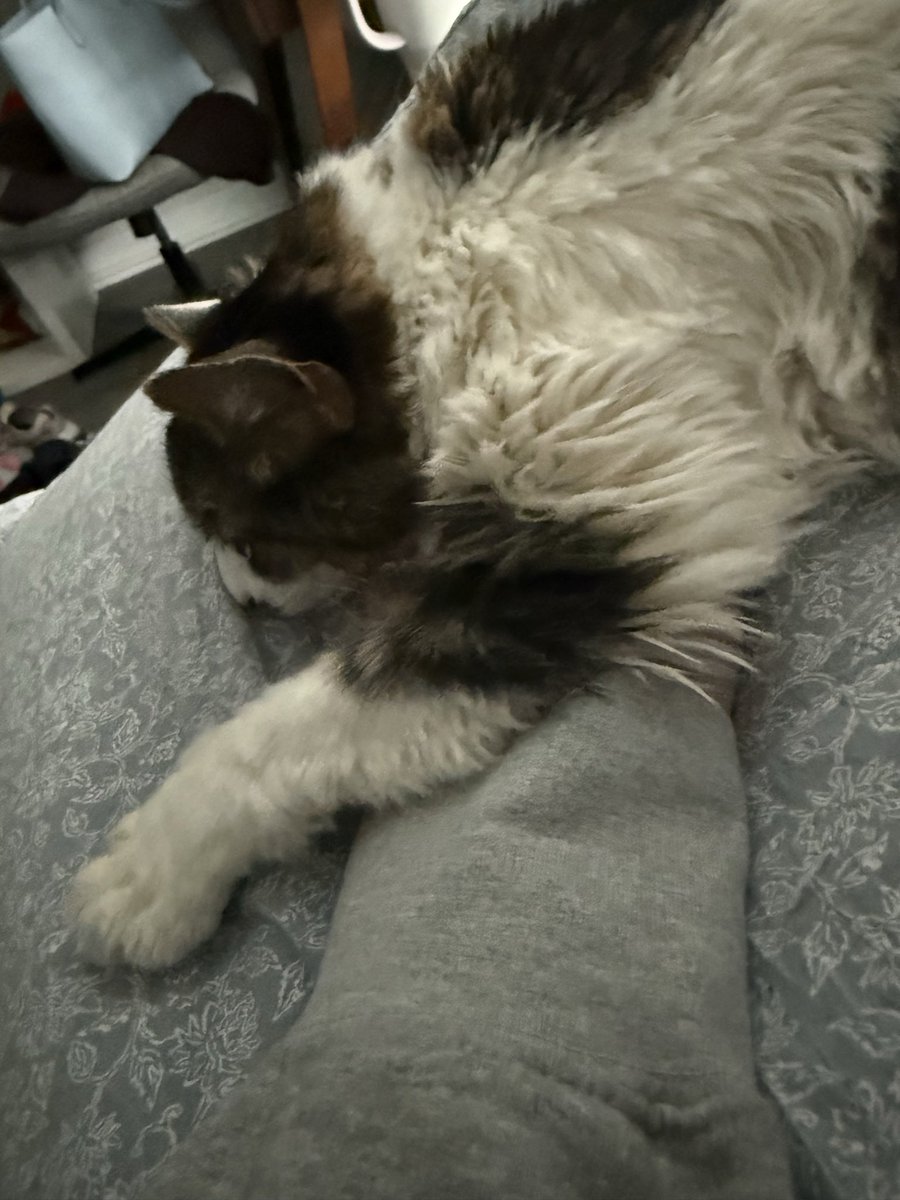chewberts's tweet image. have a midterm in 12 minutes post your cats for me