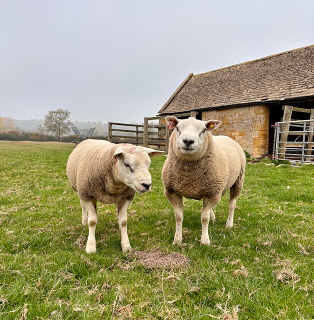 oldfarmdorn's tweet photo. New arrivals 🐑🐄🐏🐖 - https://t.co/dguMvPUnDu https://t.co/K94bctjozI