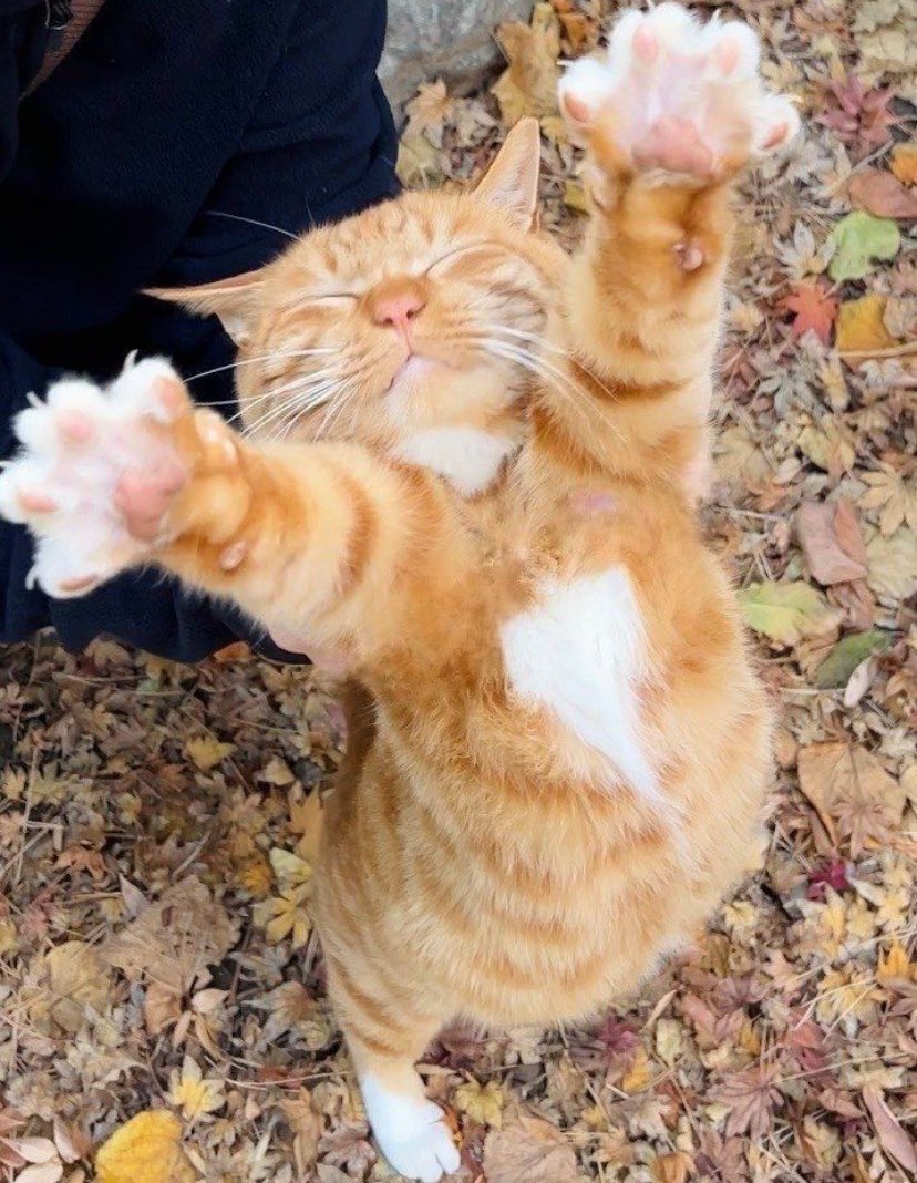 kadirmidedinsen's tweet photo. Çekimi sana ait olan bir kedi fotoğrafı bırak https://t.co/c5RgqONcgb