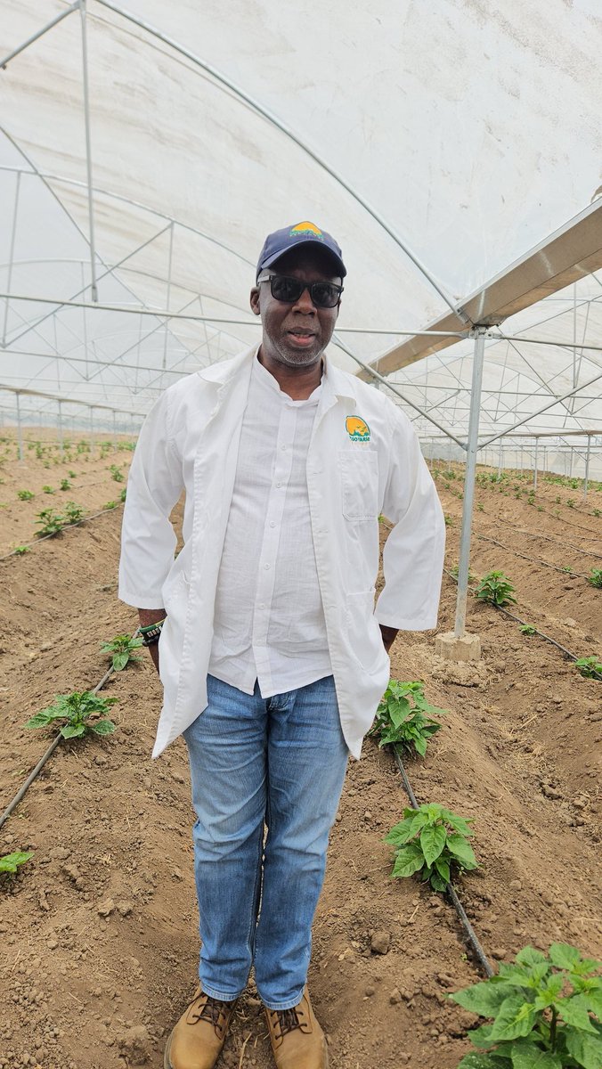 🔥🌿 Greenhouse-Grown #Habanero at <a href="/NdegoFarm/">Ndego Farm Ventures</a> 🌿🔥
From seedling to harvest, #greenhousefarming protects our Habaneros from harsh weather &amp; pests—yielding consistent quality &amp; higher productivity year-round 🌱.
#RwOT #HabaneroChilli #SustainableAgriculture #AgroInnovation