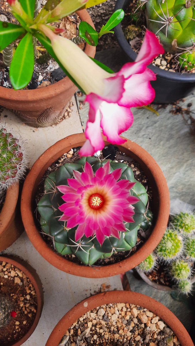 Entre espinas , flores 🌵🌹🇨🇺

#cactus #naturaleza #ilovenature