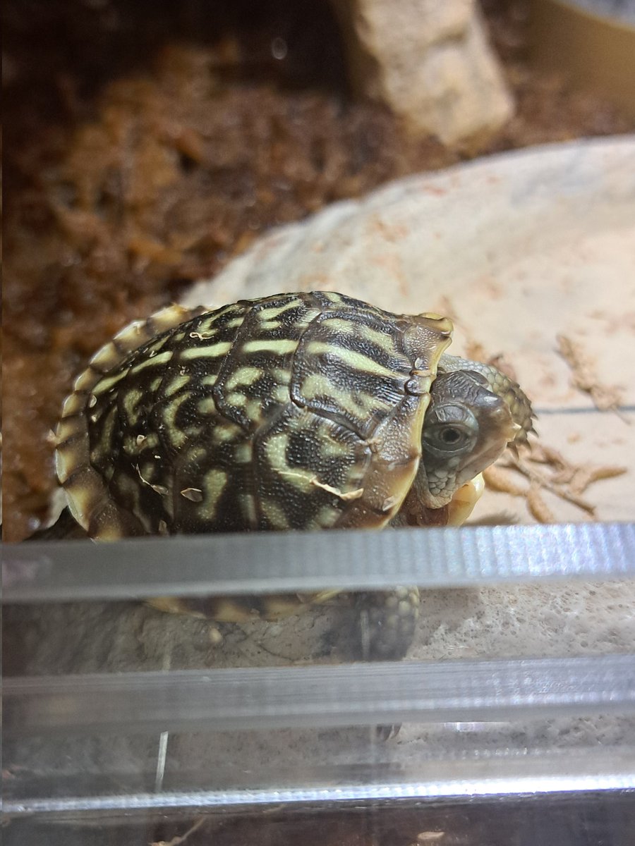 お疲れ様です😆🎵
とうとう #ミナミニシキハコガメ 
のフドウちゃん、ご飯待ちができるようになりました✨️カワユス💕✨️
甲羅の後ろが広がりはじめてます。
ほら、｢luteora ｣が咲き始めてますた
#ミナミニシキハコガメへの想い
その16～