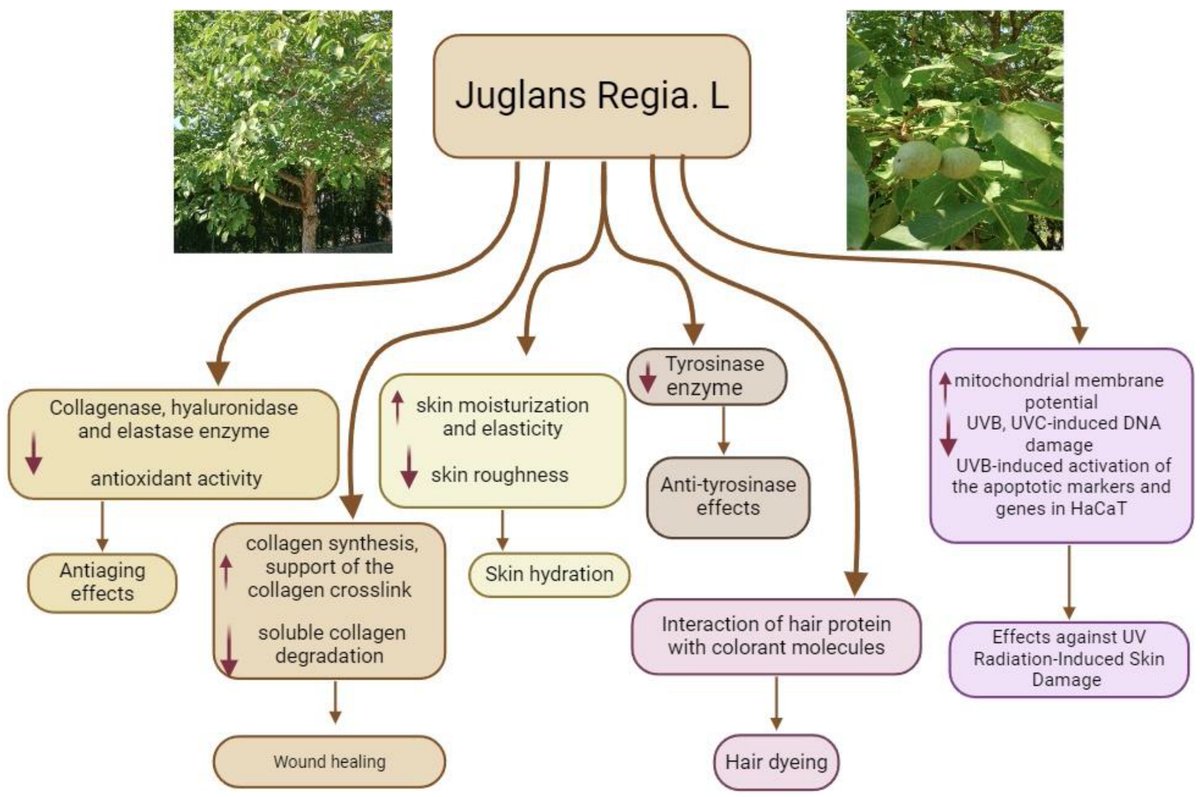 Cosmeticsmdpi's tweet image. #OpenAccess #Review
📑Title: The #Botany, #Phytochemistry and the Effects of the #Juglans regia on #Healthy and #Diseased #Skin 
Authors: Miljan Adamovic et al.
📌 brnw.ch/21wWTau