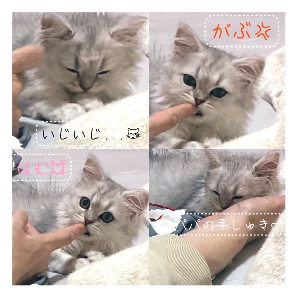 あーにゃん (@anyanz717) / Posts / X