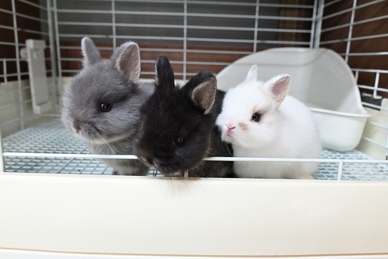 うさぎ専門店ラッキーハート on X