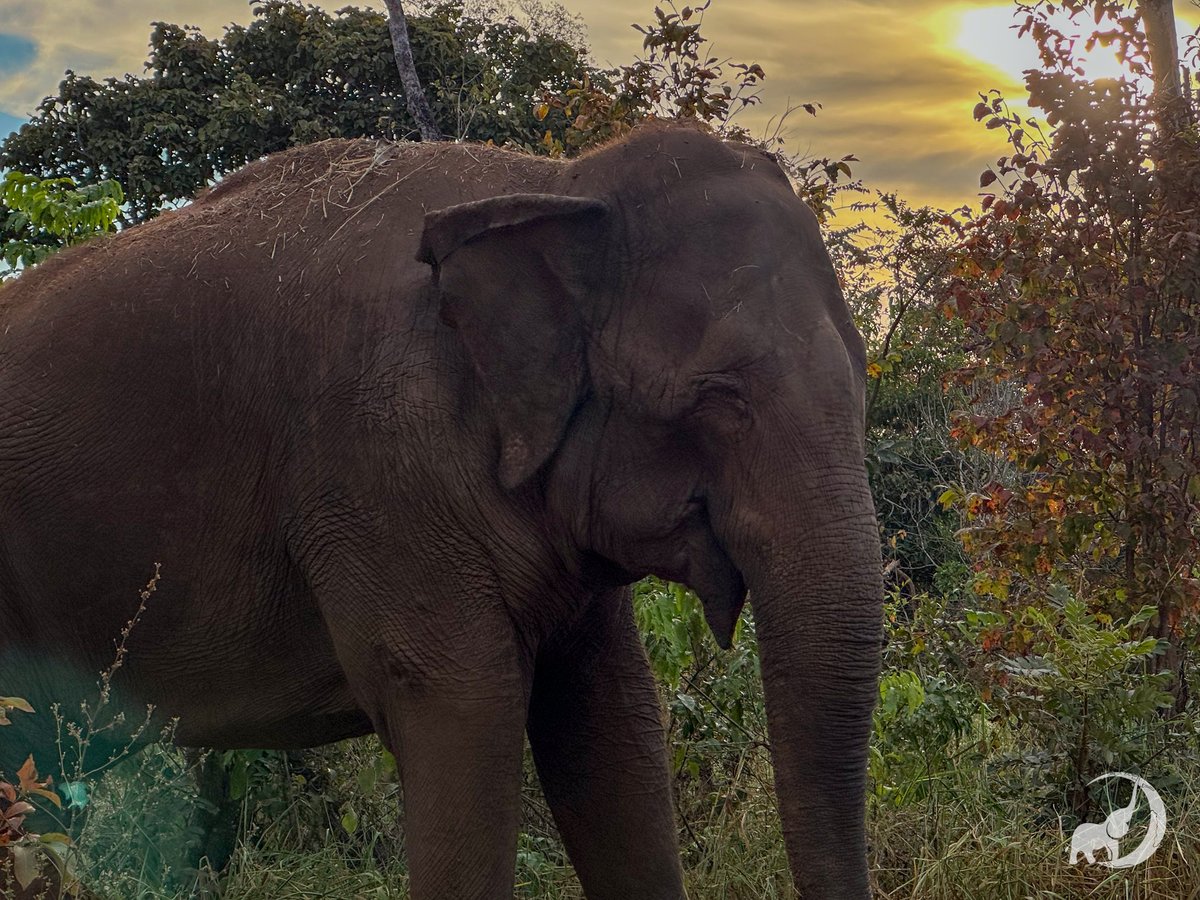 Rana fills our hearts with joy. 🧡 She is such a charming girl.