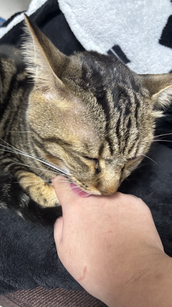 しのさん2.0 on X