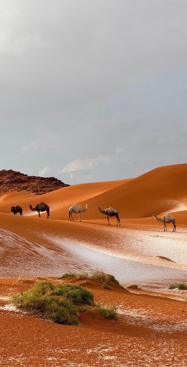 رمال الجوف 🐪 💚