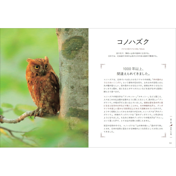 【希望の輝き】翼 ,羽根,鳥 羽,樹木,青空,星,bird,おしゃれ,星空,樹木 hoshi_kyoshitsu on X