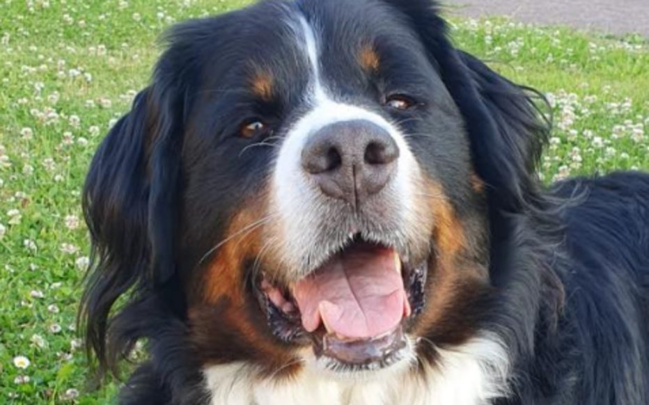 🇧🇪🐶 FLASH

UNE DÉCISION HORRIBLE ET ÉGOÏSTE ! 😨

Sandra, une Belge qui souhaite mettre fin à ses jours (l’euthanasie étant légale en Belgique), veut EUTHANASIER EN MÊME TEMPS QU’ELLE SA CHIENNE, pourtant en PARFAITE SANTÉ, pour éviter qu’elle soit "malheureuse" après sa mort.