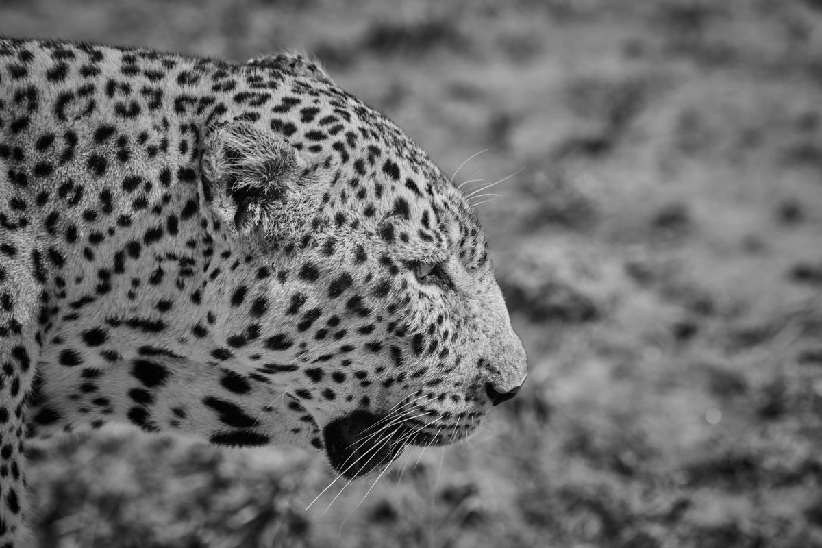 bownaankamal's tweet photo. Leopards of Masai Mara | Kenya | Photo by @bownaankamal 
1) Jilime | Masai Mara NR
2) Bahati | Masai Mara NR
3) Fig | Olare Motorogi
4) Lolgorgol | Masai Mara NR
.
.
#leopardsofmasaimara #leopardsofafrica #leopardlove #leopards #masaimara #wildanimals #wildlifephotography #wildlifeonearth #wildafrica #wildlife #wildnature #bownaankamal #bigcats #kenyatourism #saveleopards