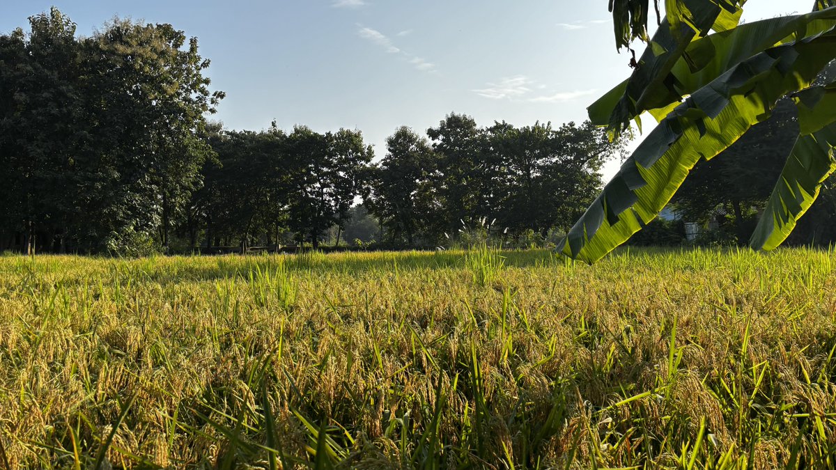 dhruvlenka's tweet image. my home’s backyard and i love it 💌

#villagevibes