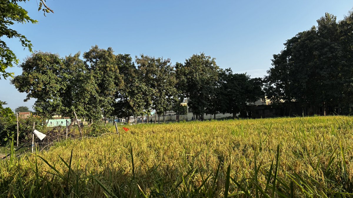 dhruvlenka's tweet image. my home’s backyard and i love it 💌

#villagevibes