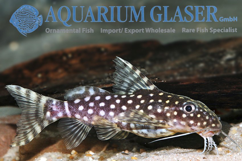 aquariumglaser's tweet photo. #Synodontis #angelicus
find more details and pics @ https://t.co/kgExUnvbBk https://t.co/MTysUmYo8f