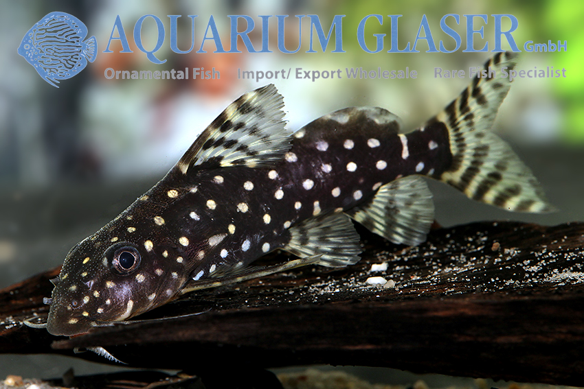 aquariumglaser's tweet photo. #Synodontis #angelicus
find more details and pics @ https://t.co/kgExUnvbBk https://t.co/MTysUmYo8f