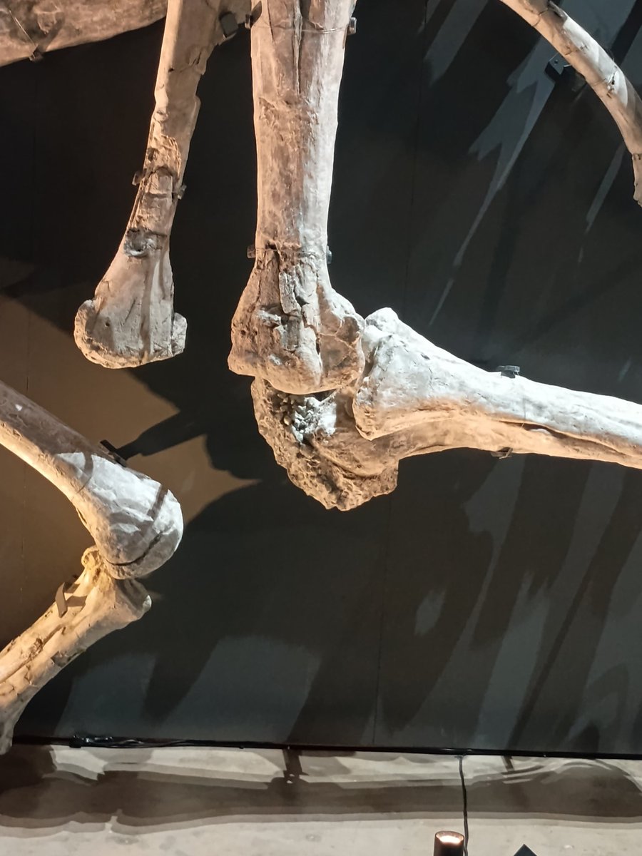 謎の化石(リツイテスと思われる) 謎の化石(リツイテスと思われる) Asa on X