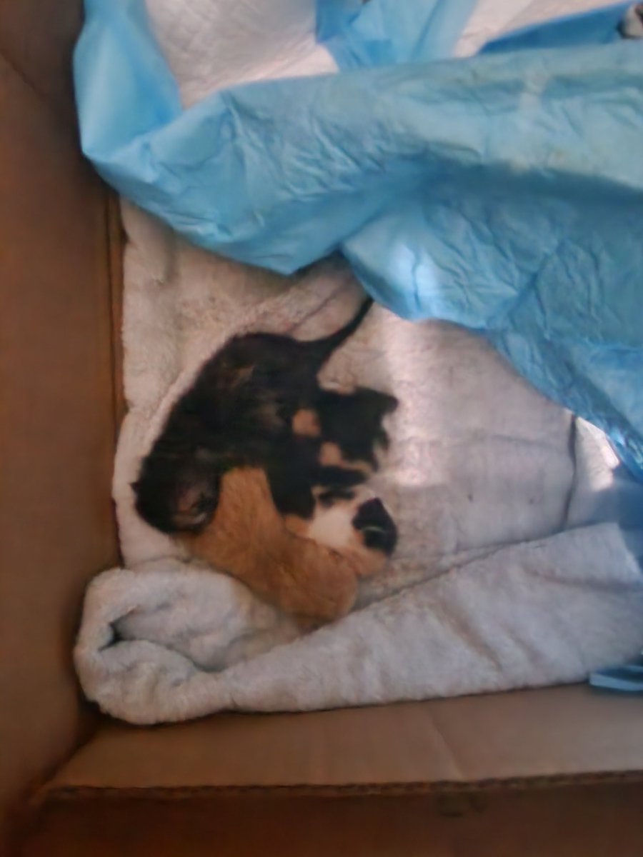 Miri_Lizeth_'s tweet photo. Hi everyone. People in the LA County- anyone who wants to adopt kitties (3)? 

For more information and interest. Please message me. Thanks! 
#kittiebaby #foreverhome #adopt https://t.co/cmRUP44wUe