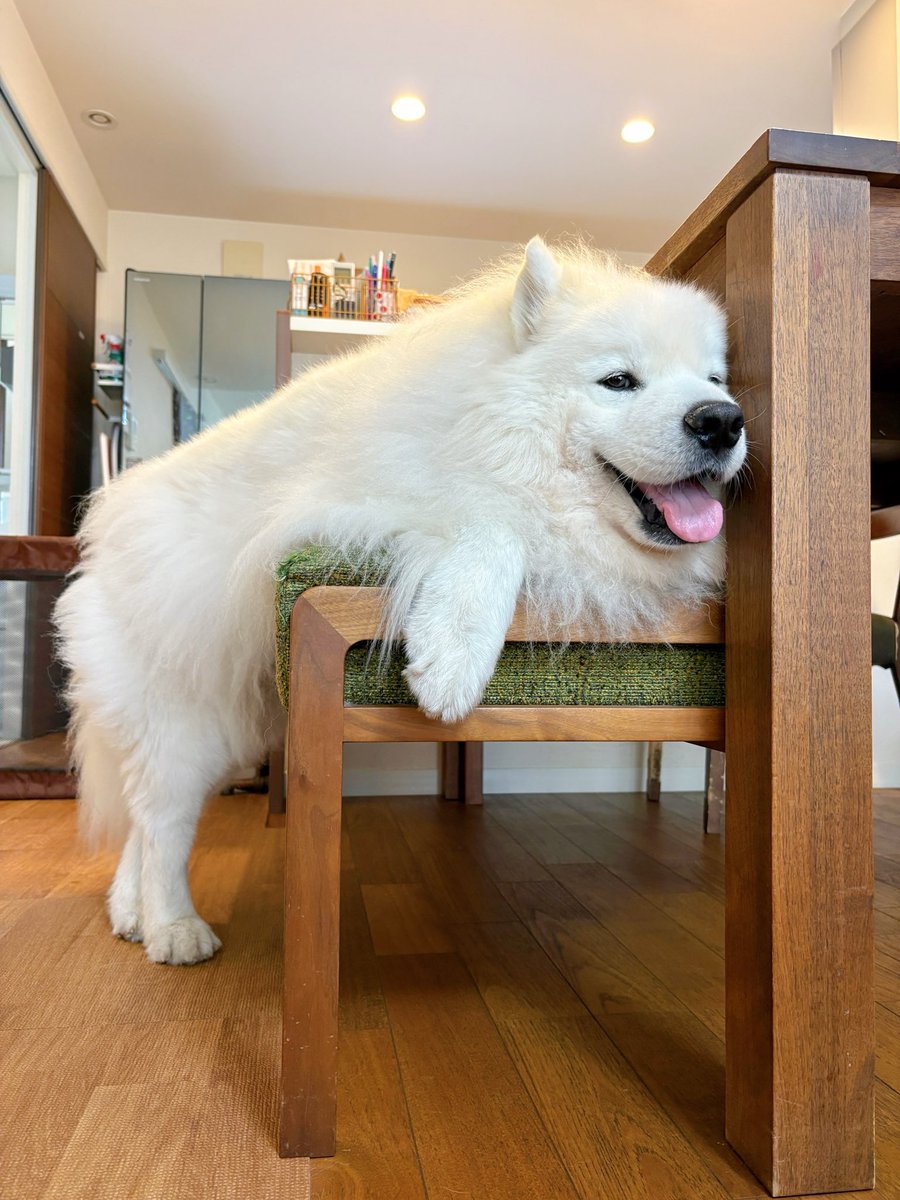 サモエドのサニー (@samoyedsunny) on Twitter photo ゆるキャラの極みだな。 ゆるキャラの極みだな。