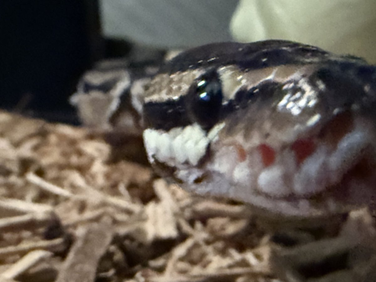 SkySteller's tweet image. My favorite joy in life is this ball python named Kundalini 🐍🐍🐍