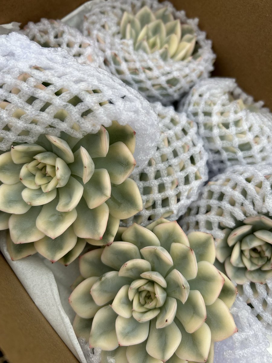 【鉢ごと宅急便】 ムーンストーン錦　胴切しっかり活着、元気いっぱい♪︎　多肉植物 多肉植物食堂 on X