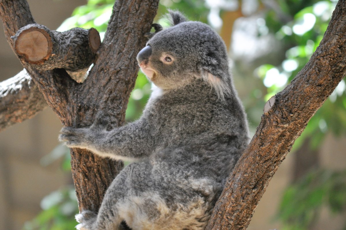 緒*い様 babythree 1000% コアラ　レア目 正規品 baby Three コアラ 1000% - メルカリ