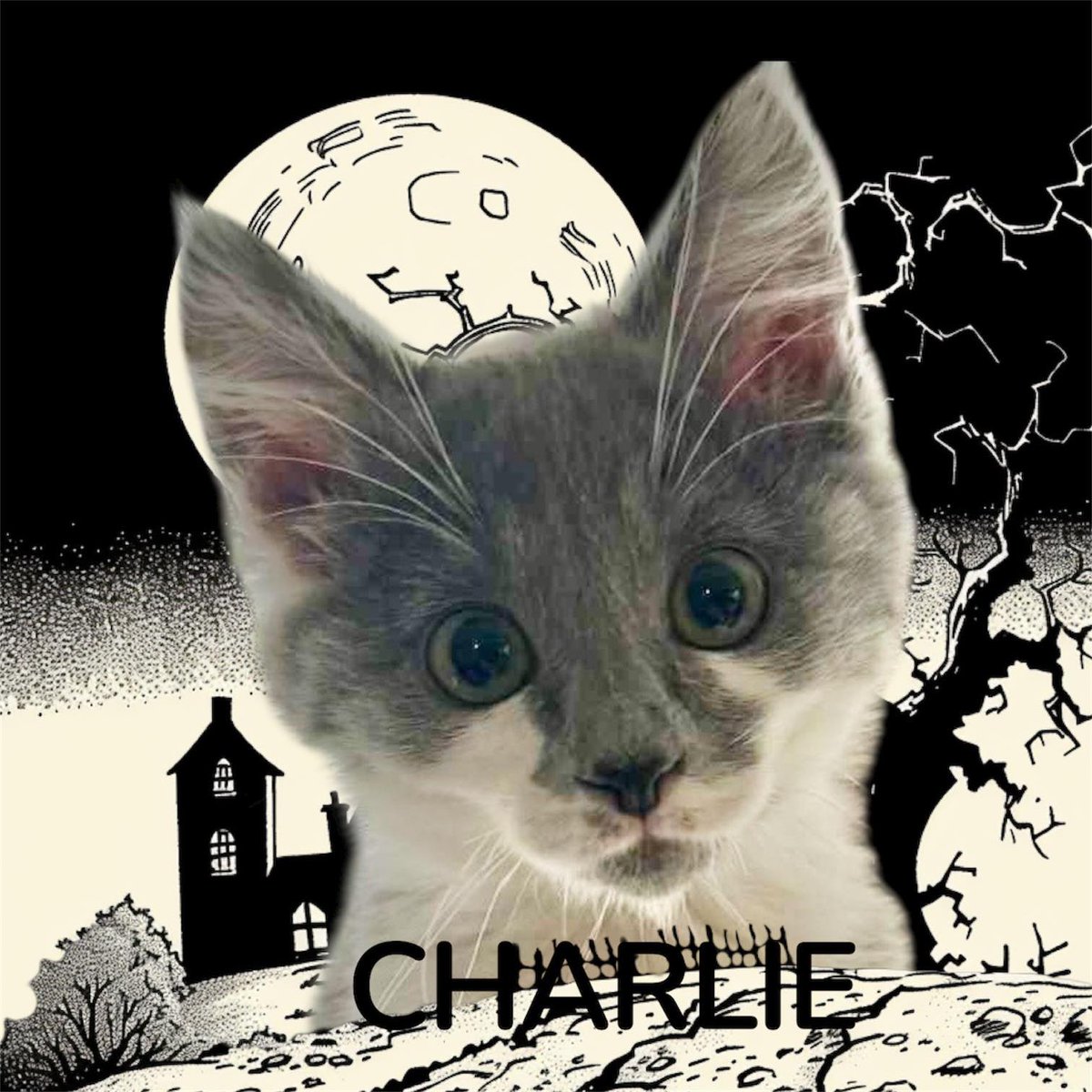ADOPTION EVENT! Charlie &amp; her kitten coven are brewing up purrfection at Pet Valu Baseline!

Saturday, October 25th from 12 - 2pm

littlecatslosttnr.org

#yeg #edmonton #stalbert #sherwoodpark #yegcats #cat #kitten #CatsOfX