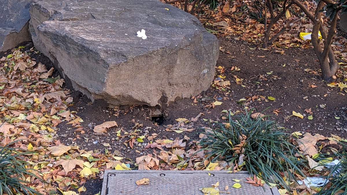 nycHealthy's tweet image. It&apos;s #RodentAwarenessWeek!

Every New Yorker has a story about rats — or more likely, a complaint. If you&apos;ve made a complaint using 311, you may wonder who receives it, and how it fits into the bigger picture of rat mitigation.

Find out in our data story: on.nyc.gov/44NAnu9