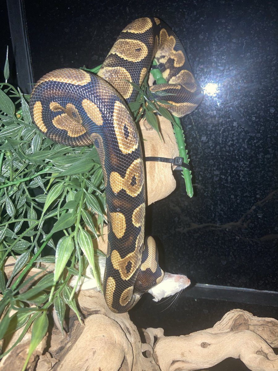 ali_mahamat's tweet image. Complètement mmalm celui ci aussi : tjs dans les airs ! 😍#ballpython #ninja