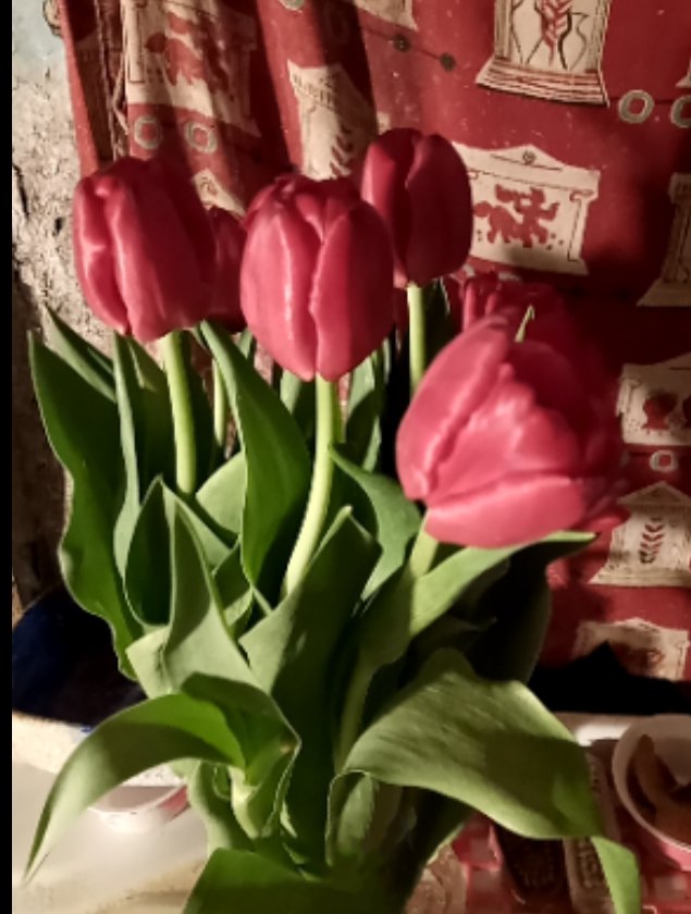exxxsisst's tweet image. Autumn tulips 🌷 🌷 🌷 
#flowers #photography