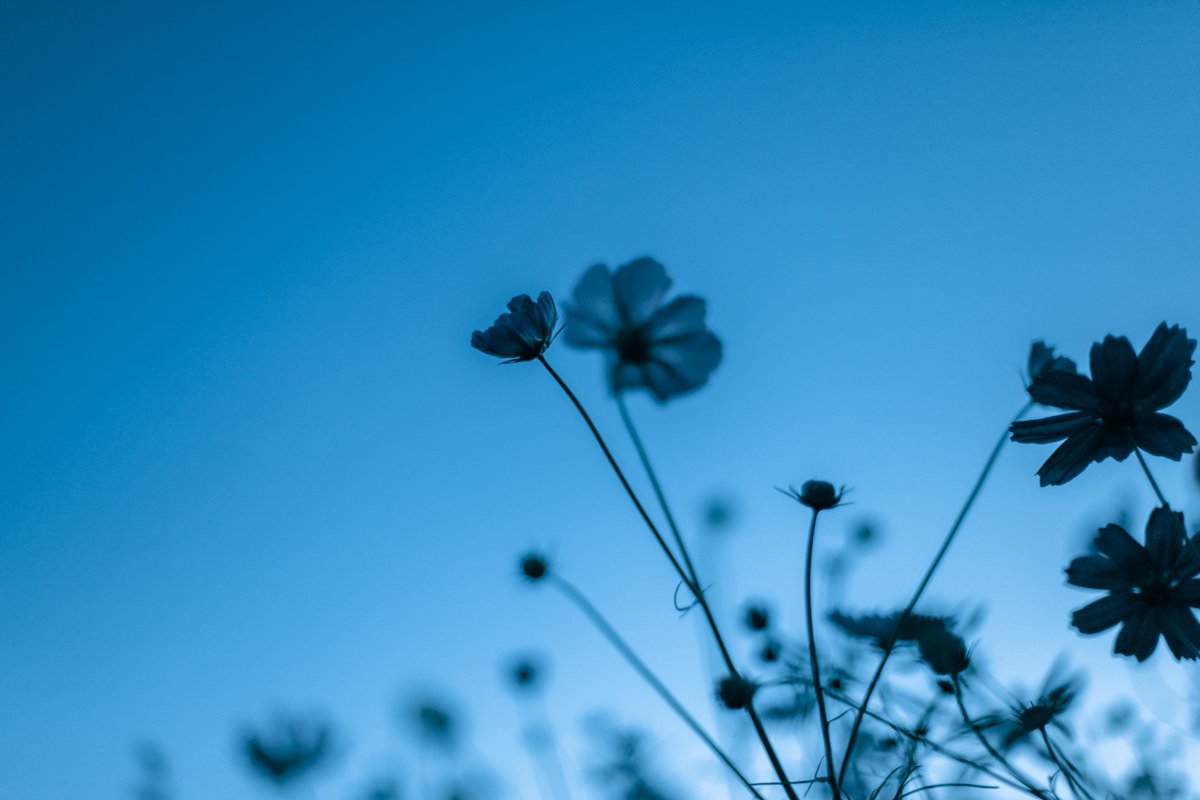 gustfronty797's tweet image. Linger