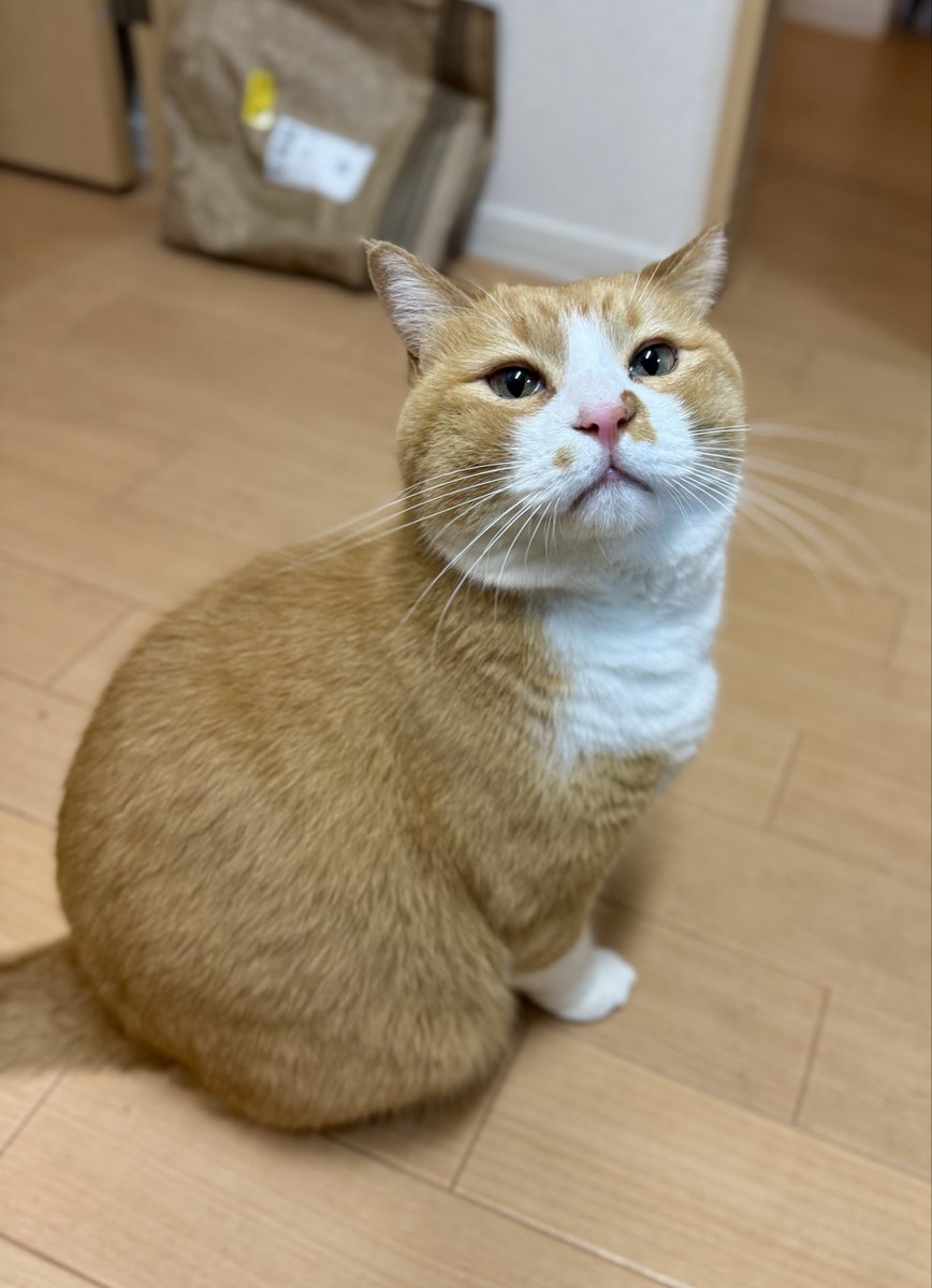 さにたすさんてちくわ丸の人 on X