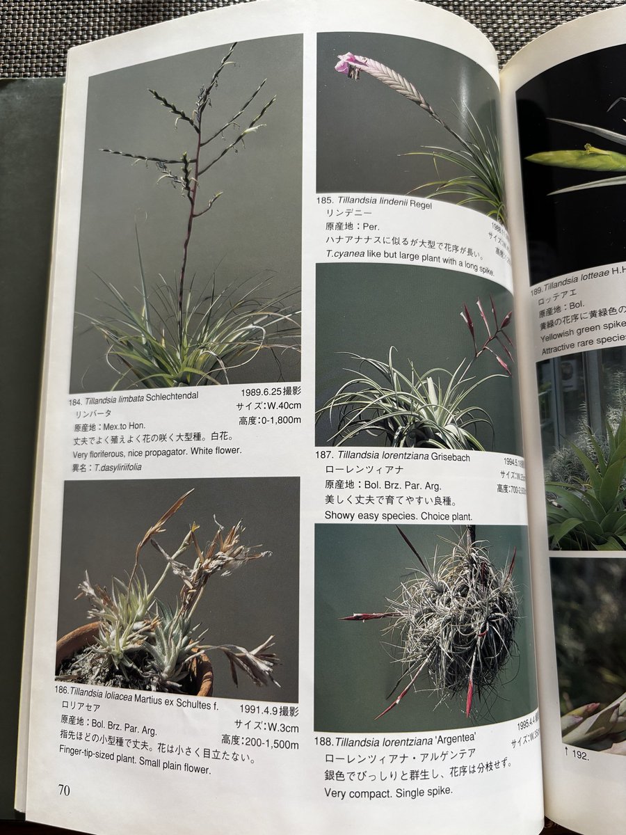 趣味・スポーツ・実用 Tillandsia Handbook 趣味・スポーツ・実用