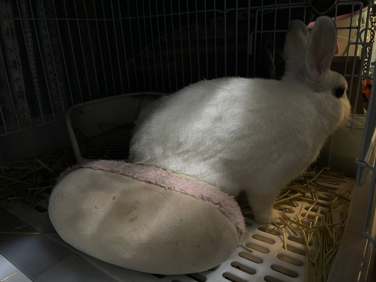 Oxql5c0's tweet image. おはようございます😊
曇り空🌤️
寒くて、昨日からオイルヒーター出したよ🐇
明日はいよいよ、ラビネスフェスタです♪
保護うさぎさん、ワークショップ、ハンドメイド品やクッキーの販売、写真撮影会がありますよ🐰
遊びにいらして下さいね♪