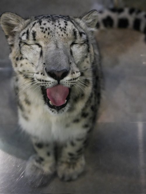 HAPPY (slightly-late) INTERNATIONAL SNOW LEOPARD DAY!!!!