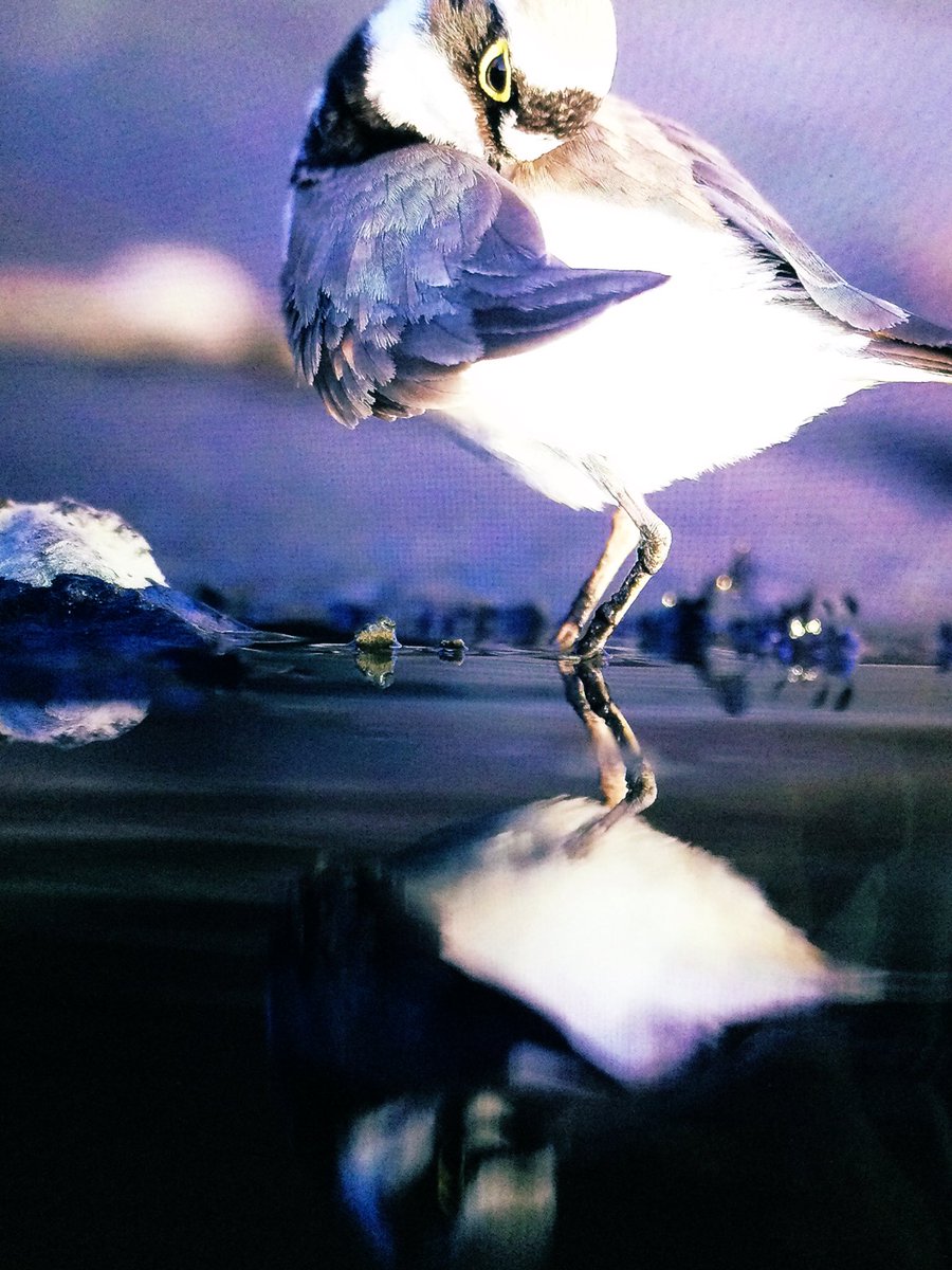 Tweet media one