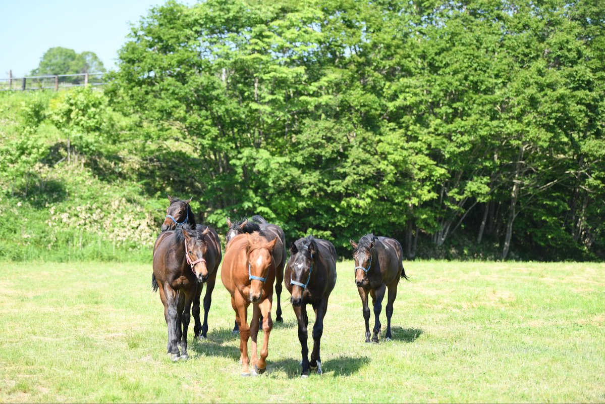 takamura_farm's tweet image. 本日バーバリオンが出走🐎
大井5R JRA指定競走 雷鳥特別
重賞馬リオンダリーナの全弟が大井で走ります。
16:40発送
ターファイトクラブで提供しているエイシンデルフィーの全兄です。
本日は勝たせて頂きます🐎✨
予想もグリグリ◎
今日勝てば大きいところ行きます!
応援宜しくお願い致します!