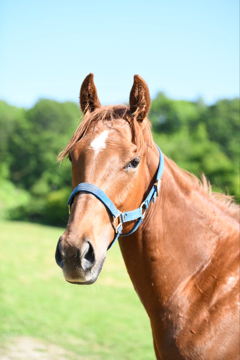 takamura_farm's tweet image. 本日バーバリオンが出走🐎
大井5R JRA指定競走 雷鳥特別
重賞馬リオンダリーナの全弟が大井で走ります。
16:40発送
ターファイトクラブで提供しているエイシンデルフィーの全兄です。
本日は勝たせて頂きます🐎✨
予想もグリグリ◎
今日勝てば大きいところ行きます!
応援宜しくお願い致します!