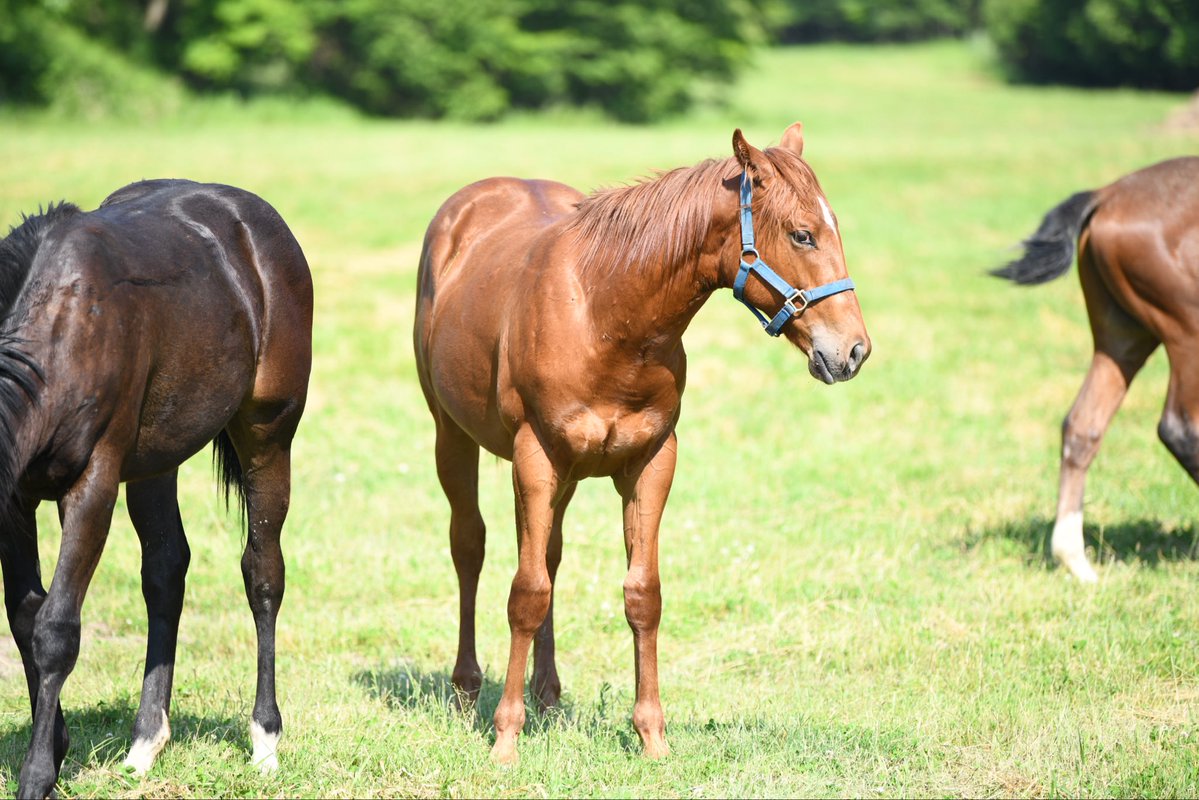 takamura_farm's tweet image. 本日バーバリオンが出走🐎
大井5R JRA指定競走 雷鳥特別
重賞馬リオンダリーナの全弟が大井で走ります。
16:40発送
ターファイトクラブで提供しているエイシンデルフィーの全兄です。
本日は勝たせて頂きます🐎✨
予想もグリグリ◎
今日勝てば大きいところ行きます!
応援宜しくお願い致します!