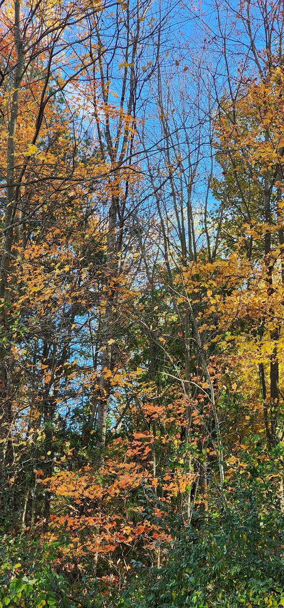 KayRoseBee's tweet photo. 23 October 2025
296/365
Some more pretty colors before they're all gone ππ
π
#Project365 #photooftheday #autumn #nature #leaves #autumnvibesπ #changingleaves #trees https://t.co/6Ju1rP3OwO